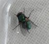 Lucilia sericata